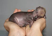 Merci à vous de faire le nécessaire. Xoloitzcuintle Wikipedia