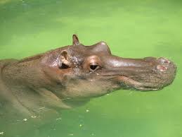 Please see my other auctions for more great antique items! Excellent Zoo Review Of Cleveland Metroparks Zoo Cleveland Oh Tripadvisor