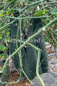 Image result for Adenia gummifera
