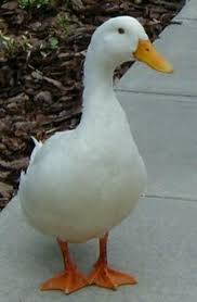 Check spelling or type a new query. What Age Do Pekin Ducks Lay Eggs Learn Natural Farming