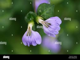 Image result for Sclerochiton harveyanus