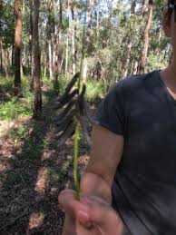 Image result for Crotalaria lanceolata