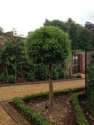 Strawberry tree flowers and fruit. Which Small Evergreen Garden Trees To Plant Down To Earth