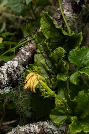 Image result for Peponium