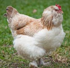 Now they are very popular faverolles chicken is a beautiful breed that originates in france. Salmon Faverolles Tavuk