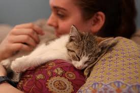 46 hester street, new york, ny 10002 partner rescue: Feline Fine At New York S Cat Cafes Wsj