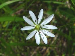 Image result for Stellaria sennii