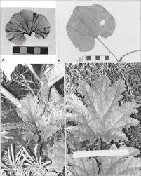 Image result for Gunnera perpensa