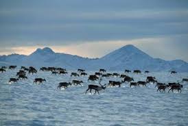 How Animal Migration Works Arctic Animals Animals Images Winter Animals