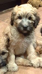 They are the inspiration for the famous teddy bear stuffed animals. Teddy Bear Puppies For Sale In Wausau Wi