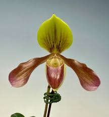 Image result for Exochaenium oliganthum