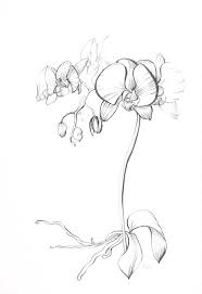 Blue Turtle Blue Turtle Com Graphic Design Multimedia Web Development Studio Gallery Orchid Drawing Flower Drawing Orchid Flower Tattoos