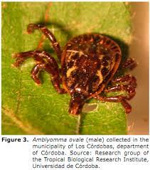 Rickettsiosis