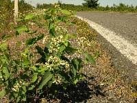 Image result for Apocynaceae subfamily Periplocoideae