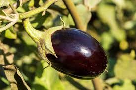 Image result for Solanum macrocarpon