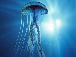 jellyfish Avatar