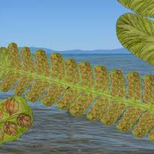 Image result for Didymoglossum erosum