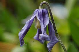 Check spelling or type a new query. Ozawa Blue Clematis Ozawa Blue Online Kaufen