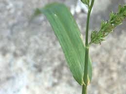 Image result for Echinochloa colona