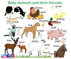 Baby Animals Names Baby Animal Names Animals Name In English Learning English For Kids