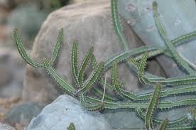 Image result for Euphorbia griseola