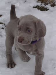 Those familiar with the breed will acknowledge that they suffer from two common behavior disorders; The Stockhaar Weimaraner