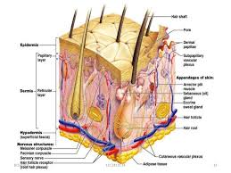 Mouth teeth diagram in human below will definitely give you some information about tooth or teeth matter. Skin And Its Appendages