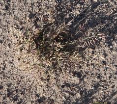 Image result for Eragrostis chapelieri