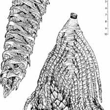 Image result for Raphia ruwenzorica