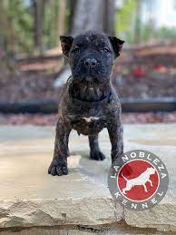 Check out our perro presa canario selection for the very best in unique or custom, handmade pieces from our shops. Best Way To Train A Presa Canario Puppy La Nobleza Kennel