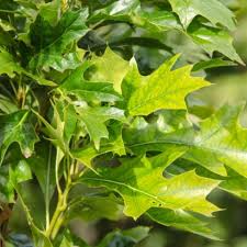 Image result for Quercus palustris