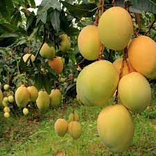 Google has many special features to help you find exactly what you're looking for. ãƒžãƒ³ã‚´ãƒ¼ã®æœ¨ã®è‹— Buy Mangifera ã‚¤ãƒ³ãƒ‡ã‚£ã‚«è‹— Mangifera ã‚¤ãƒ³ãƒ‡ã‚£ã‚«è‹— Mangifera ã‚¤ãƒ³ãƒ‡ã‚£ã‚«è‹— Product On Alibaba Com