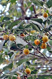 Image result for Diospyros