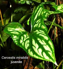 Image result for Cercestis congensis