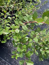 Image result for Hawthorn