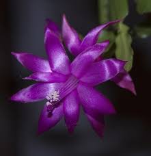 The christmas cactus has hanging flowers in shades of magenta and blooms, of course, near christmas. Amazon Com Purple Christmas Cactus Plant Zygocactus 4 Pot Patio Lawn Garden Christmas Cactus Plant Zygocactus Christmas Cactus