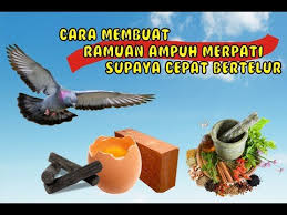 We did not find results for: Cara Membuat Jamu Merpati Balap Terbang Cepat Membuat Itu