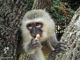صور قرد vervet monkey animals monkey pictures
