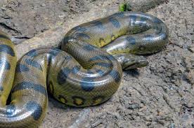 Boa constrictors wear some of the most distinctive markings of all reptiles. Differences Between A Boa Python Anaconda