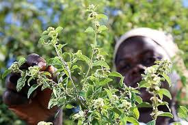 Image result for Lippia abyssinica