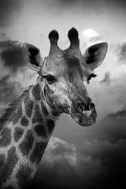 Beautiful Black And White Photos Of Animals Giraffe Via Leigh Diprose Beautiful Animal Anf Check Out Those Lashes Giraffe Photography Wildlife Giraffe Pictures Animals Beautiful