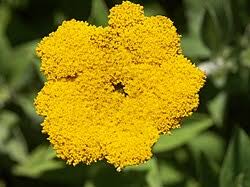 Image result for Helichrysum ellipticifolium