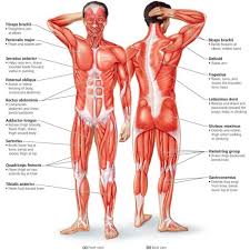Groin Muscle Anatomy Diagram Groin Muscle Anatomy Diagram