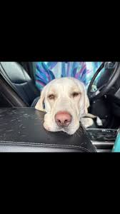 Liam Oliver Dougherty (@loveableliamatlarge) • Instagram photos and videos