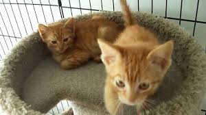 Marmalade on august 16, 2018: Orange Tabby Cat Fascinating Facts About Orange Cats