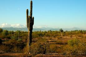 A healthy specimen, some 35 years old. Free Saguaro Cactus 2 Stock Photo Freeimages Com