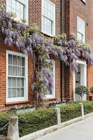 Image result for Wisteria
