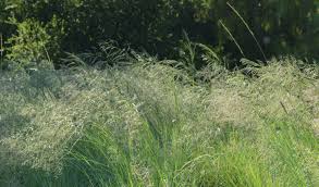 Image result for Eragrostis phyllacantha