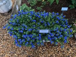 These durable plants thrive in the sun, and are drought tolerant. 10 Annual Plants For Hot Dry Climates Proven Winners