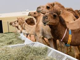 Summer = jun average + jul average + aug average. Covid 19 Saudi Arabia Scraps Camel Festival Saudi Gulf News